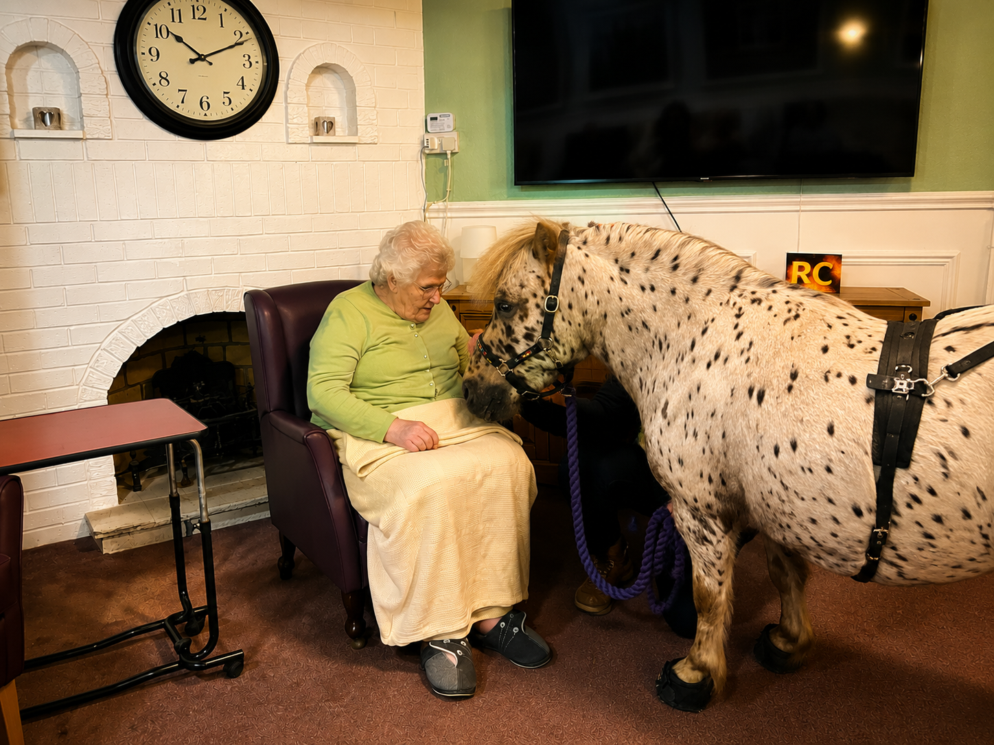 Animal Therapy Visit